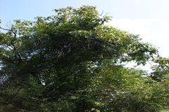 Dolichandrone atrovirens